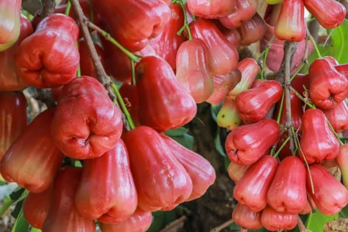 Pink Wax Apple Tree Live Plant 1'-2' Syzygium samarangense Sweet Tropical Fruit Seedling for Gardens and Patios
