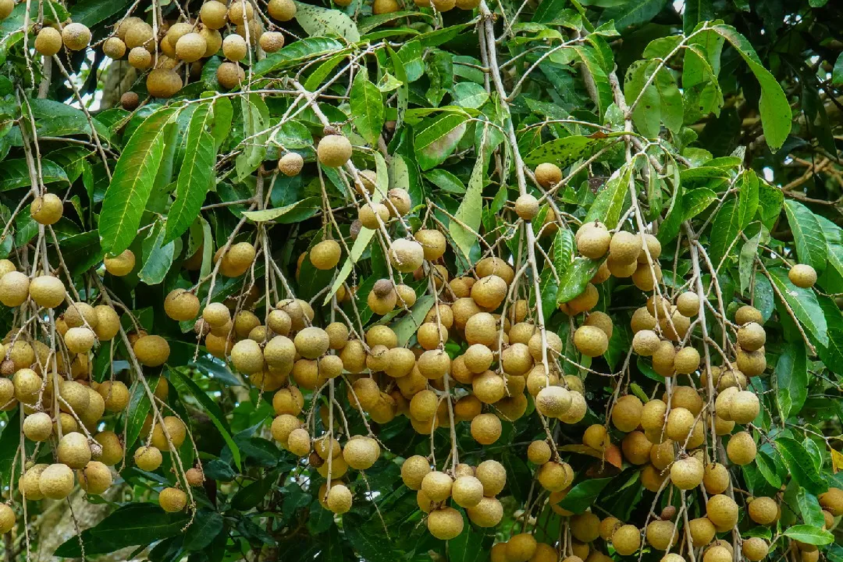 Grafted Longan Tree 12"-24" | Sweet Dragon's Eye Fruit | Dimocarpus longan | Tropical Fruit Tree for Home Gardens