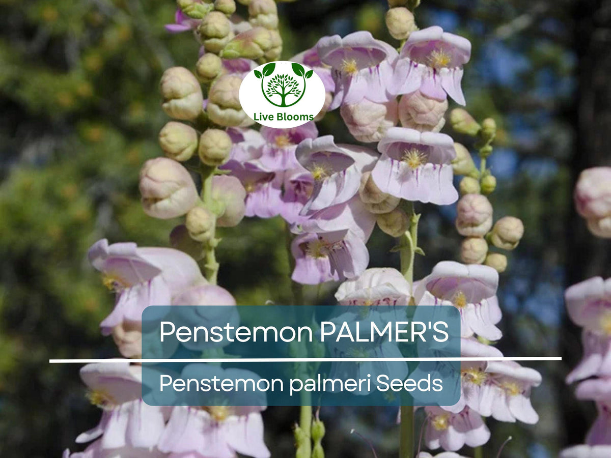 500 Seeds Penstemon Palmer's Perennial, Hummingbird & Bee Friendly, Non-GMO, Scented Flowers, Penstemon palmeri