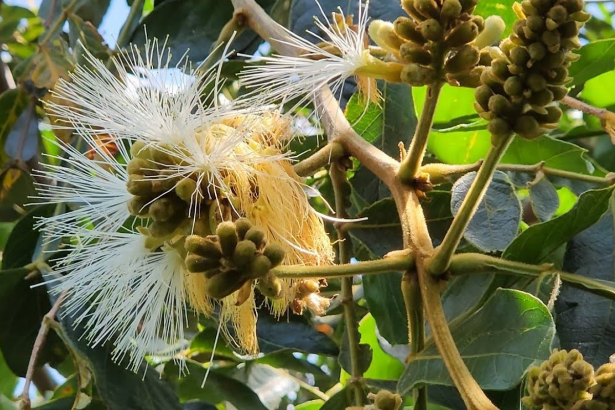 Jumbo Ice Cream Bean Tree Starter Plant 12"-24" | Inga edulis Exotic Tropical Fruit with Sweet Vanilla-Flavored Pods