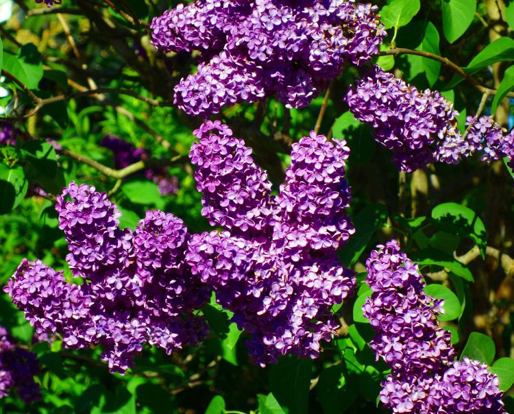 Old-Fashioned Lilac Bushes 2 Bareroot Fragrant Purple Blooms Syringa vulgaris Hardy Flowering Shrubs