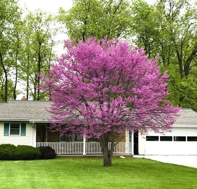 2 Eastern Redbud Trees 2ft Bareroot Pink Purple Blooms Cercis canadensis | Hardy Native Ornamental Tree