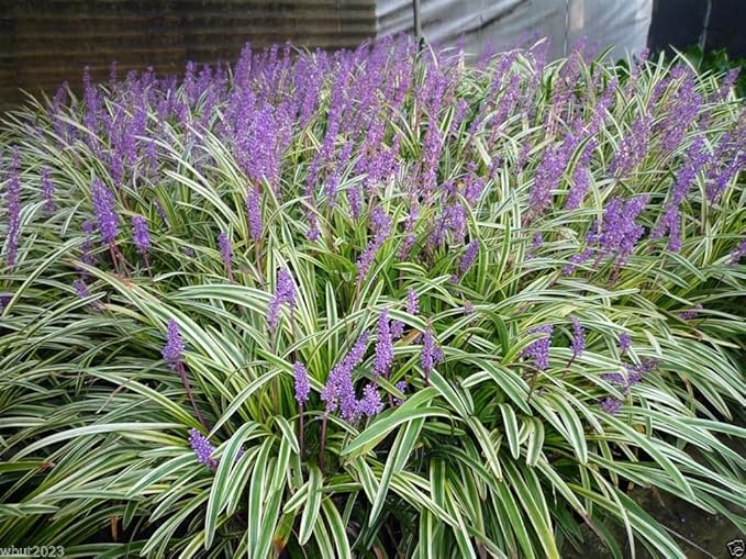 10 Bare Roots Variegated Monkey Grass Liriope muscari ‘Variegata’ - Hardy Green-and-Cream Groundcover for Landscaping & Edging