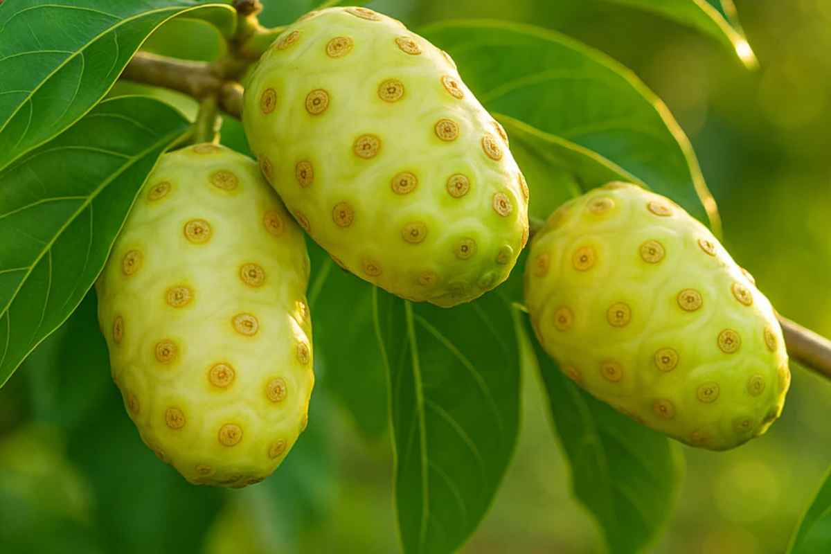Noni Fruit Tree Starter Plant 6"-12" Morinda citrifolia Tropical Medicinal Tree with Nutrient-Rich Fruits