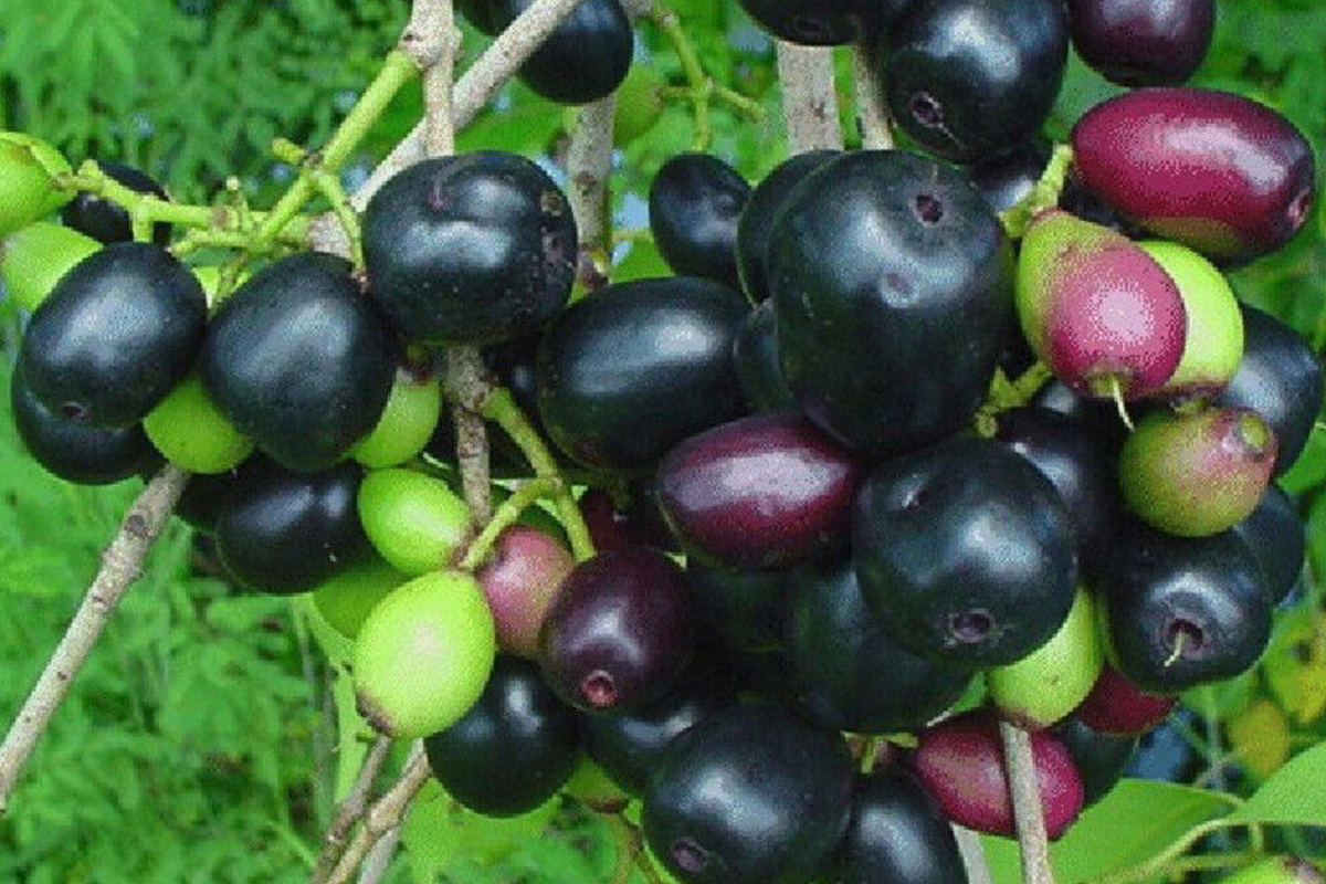 Black Java Plum Tree - Live 1'-2' Syzygium cumini - Nutritional Tropical Fruit for Culinary & Medicinal Use