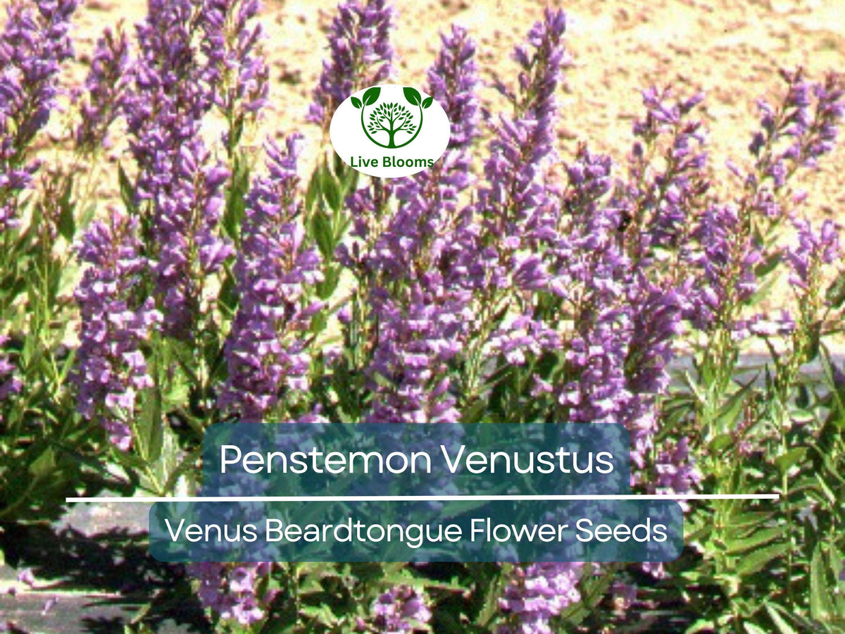 100 mg Seeds Penstemon Venustus | Venus Beardtongue | Drought-Tolerant Native Wildflower for Pollinator Gardens