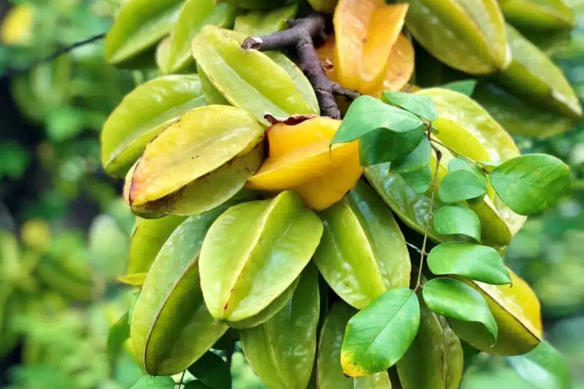 Big Carambola Grafted Tree - Live Averrhoa carambola - Tropical Starfruit Tree - 2-3" Tall - Sweet-Tart Fruit for Gardens