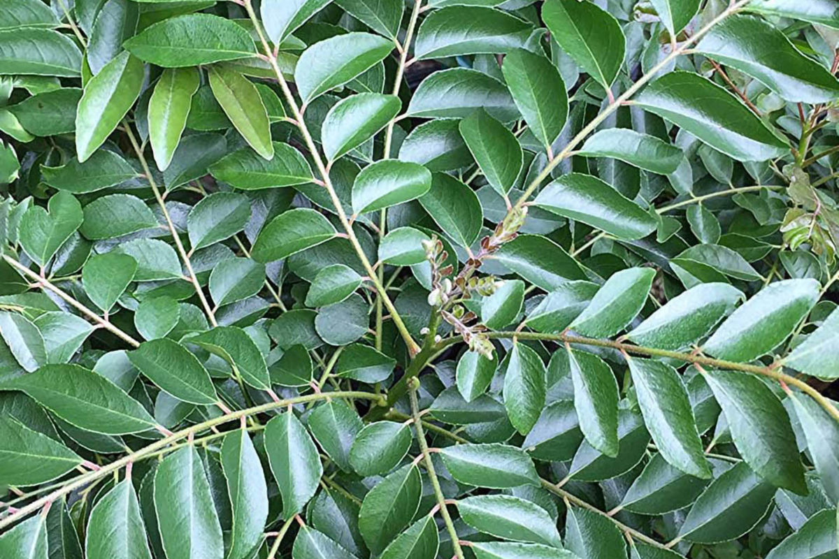 Curry Tree Plant 1'-2' Murraya koenigii | Culinary Herb for Cooking | Compact Growth for Indoor & Garden Use