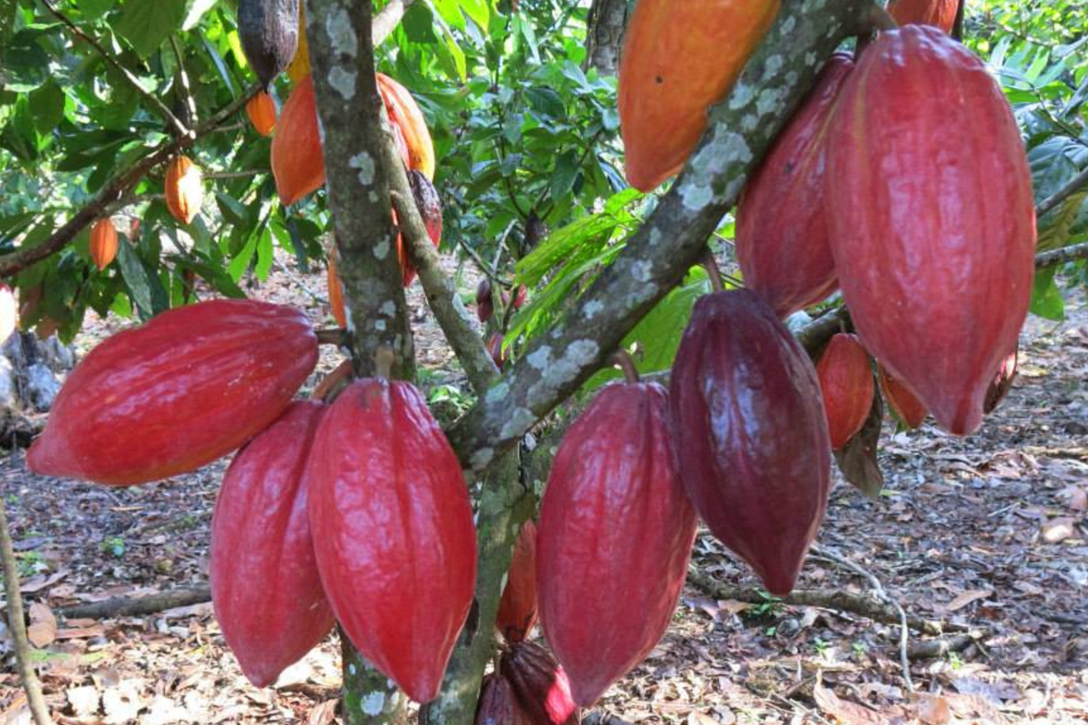 Cacao Tree Starter Plant - 1’-2’ Forastero Variety - Theobroma cacao - Live Tropical Fruit Tree for Home Garden
