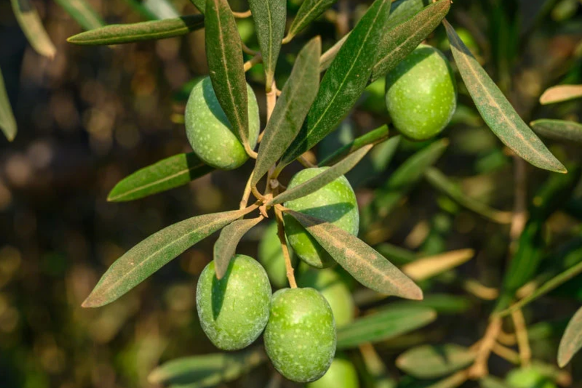 Olive Tree Starter Plant - Live Fruit Tree - Olea europaea - Hardy Mediterranean Herb for Home Garden - Drought-Tolerant Olive Plant