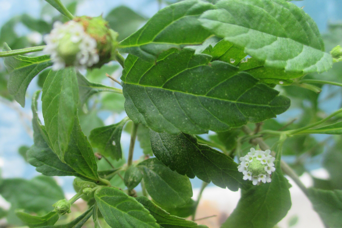 Long Coriander Starter Plant - Vibrant Live Herb (Eryngium foetidum) - Tropical Culinary Delight, Fresh Kitchen Herb