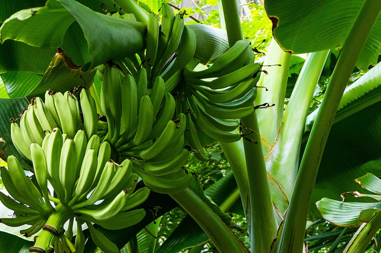 Plantain Starter Plant - Musa x paradisiaca Live Tropical Fruit Tree 1β-2β, Ideal for Growing Fresh, Nutritious, and Versatile Fruit at Home