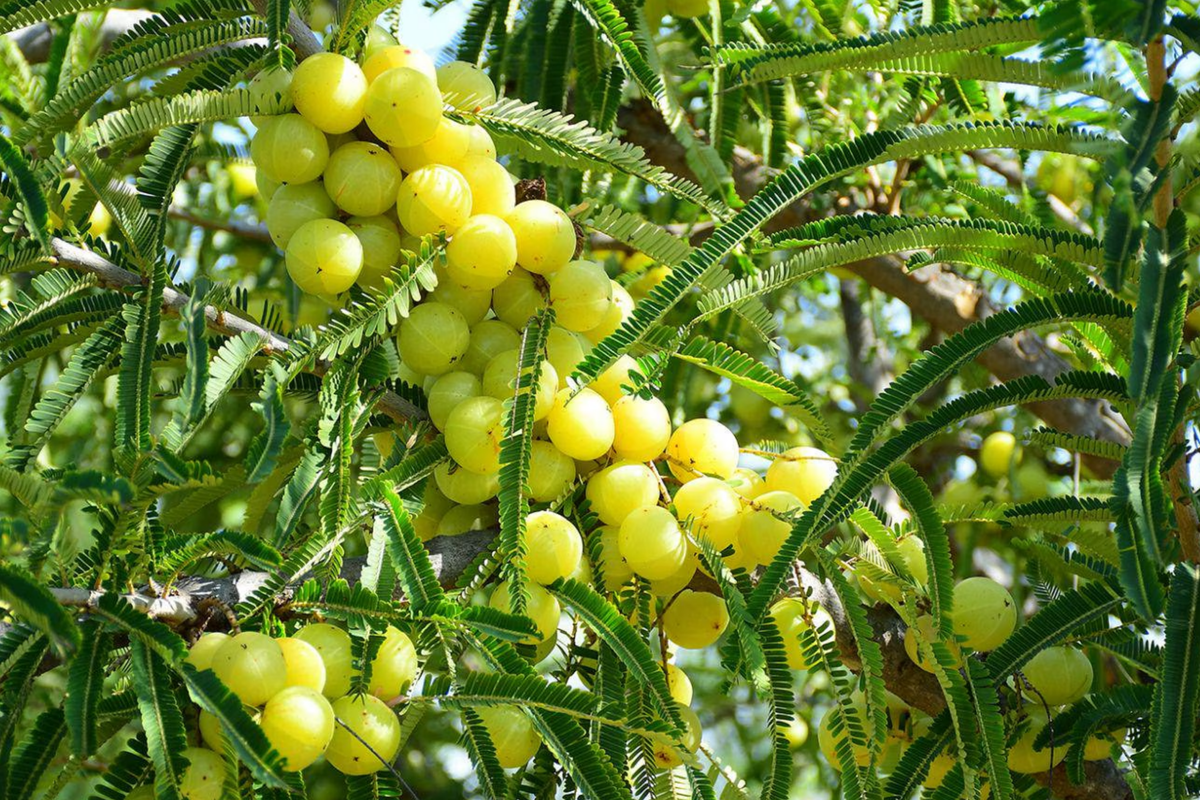 Otaheite Gooseberry Starter Plant 1'-2" | Tropical Fruit Tree Phyllanthus acidus | Tangy Fruit for Garden
