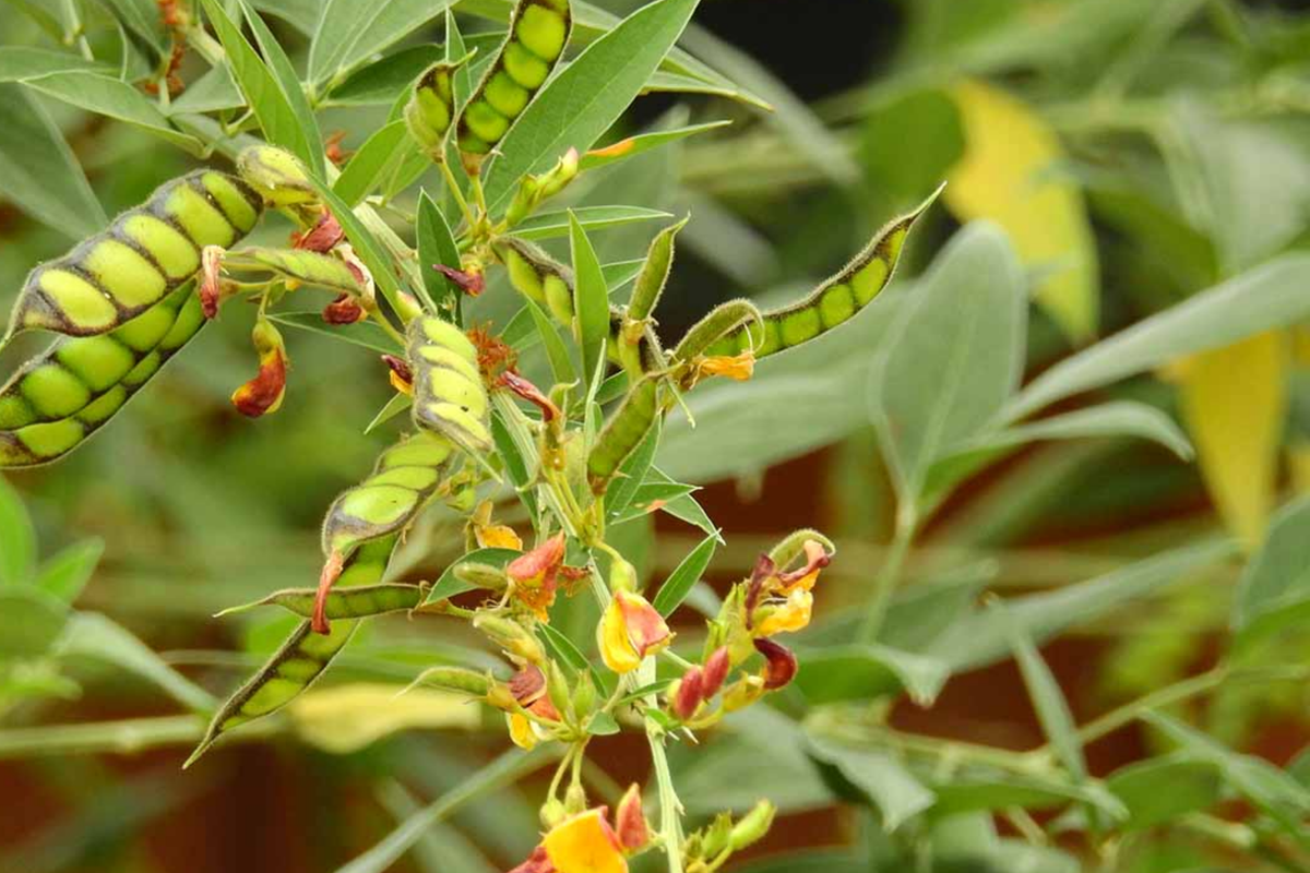 Pigeon Pea Starter Plant 12"-24" | Nutritious Legume Cajanus cajan | Tropical Edible Garden Plant for Healthy Cooking