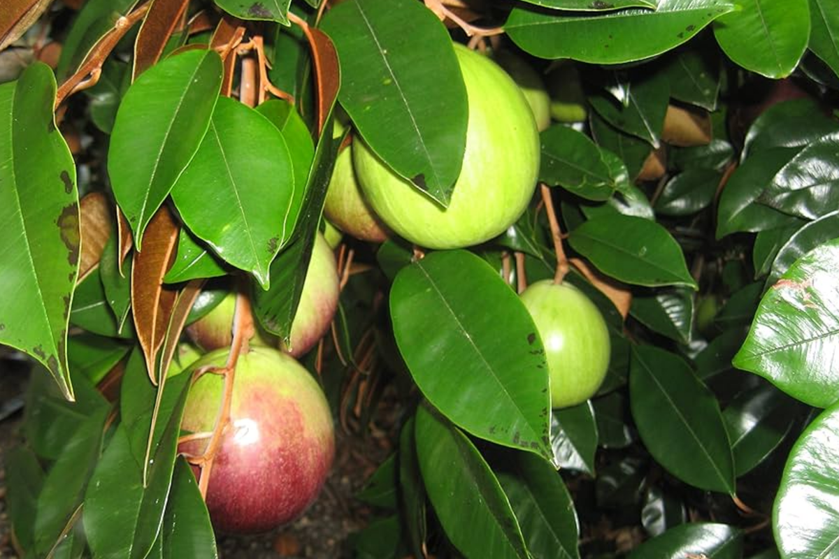 Star Apple Tree 1ā²ā2ā² Tropical Live Fruit Tree Chrysophyllum cainito Sweet Starry Fruits for Exotic Gardens