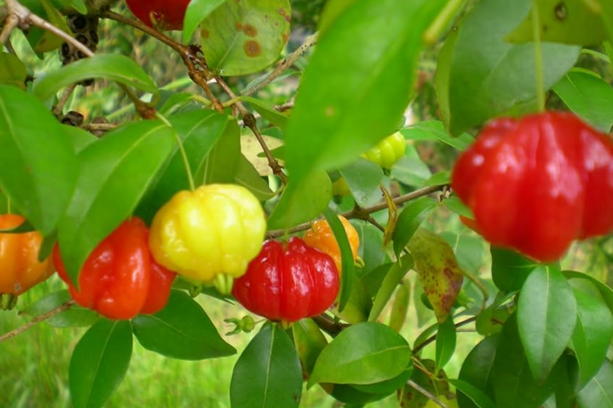 Pitanga Tree 2-3ā - Surinam Cherry, Tropical Fruit Tree, Eugenia Uniflora, Evergreen, Juicy Tangy Fruits for Garden