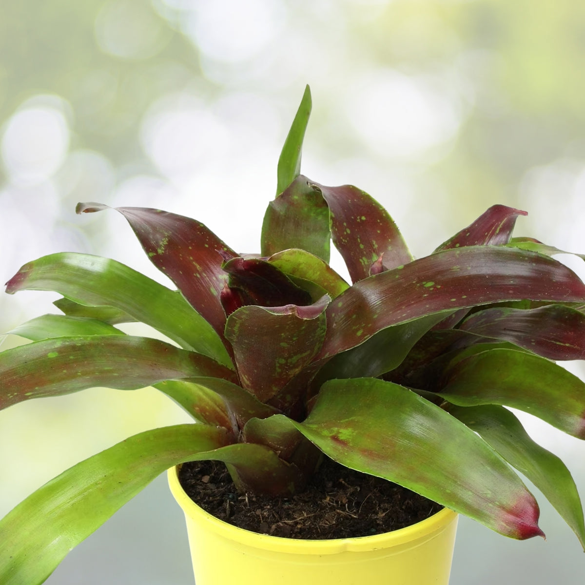 Neoregelia Gazpacho Bromeliad Plant in 4" Pot - Tropical Indoor Houseplant, Neoregelia spp.