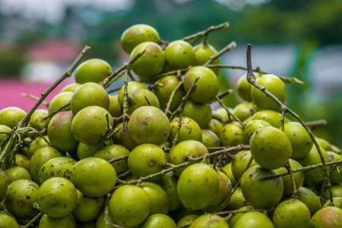 Grafted Spanish Lime Tree 12"-24" - Mamoncillo (Melicoccus bijugatus) - Exotic Tropical Fruit for Your Garden