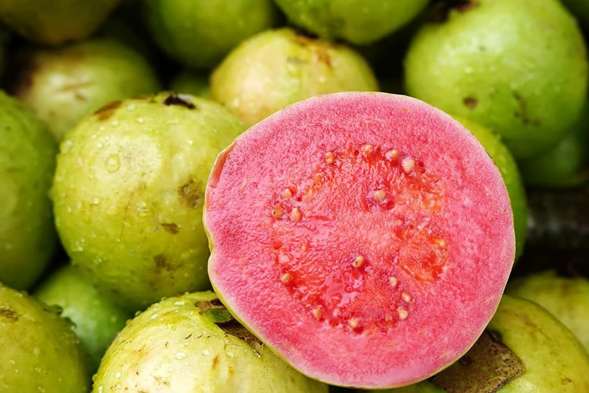 Red Guava Tropical Fruit Tree Starter 12"-24" Sweet Nutrient-Rich Psidium guajava for Gardens and Smoothies