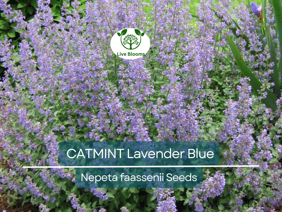 200 Seeds Catmint Lavender Blue Heirloom Perennial Non-GMO Nepeta faassenii Aromatic Pollinator-Friendly Herb