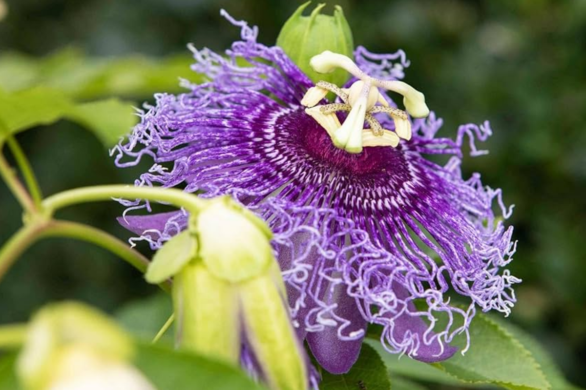Purple Passion Fruit Plant Starter 10-12" - Exotic Tropical Fruit (Passiflora edulis) for Garden & Culinary Use