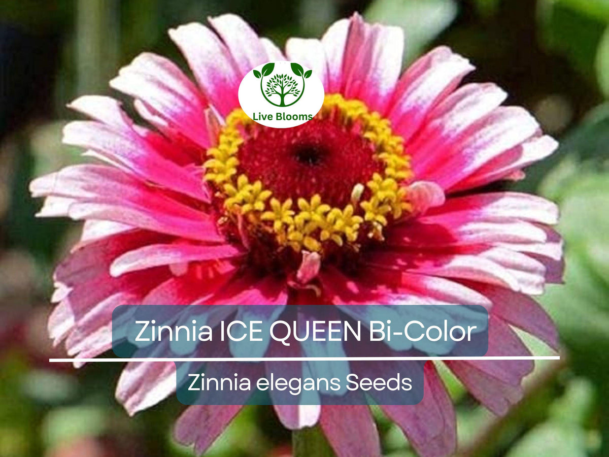 100 Seeds Zinnia Ice Queen Bi-Color Pink White Flowers, Non-GMO Zinnia elegans, Attracts Butterflies & Hummingbirds
