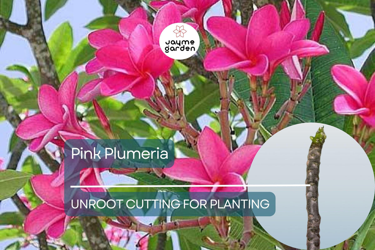 Christmas Cactus Starter Plant - Miss Shimano - Schlumbergera Truncata - Well-Rooted Indoor Cactus for Holiday Decor