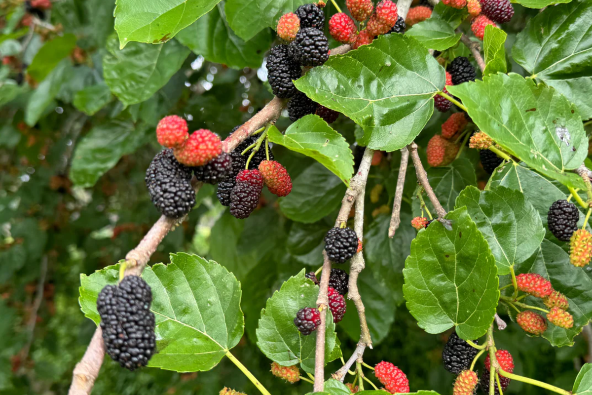 Mulberry Tree Starter Plant 1'-2' | Sweet Berries | Morus | Easy to Grow Tropical Fruit Tree for Gardens & Patios