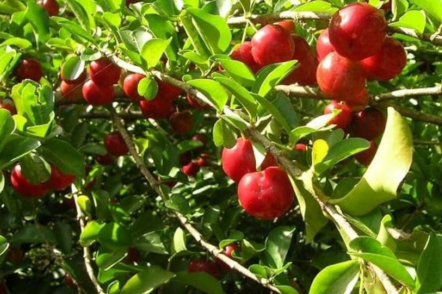 Big Acerola Tree 12β-24β Live Tropical Fruit Tree | Vitamin C-Rich Barbados Cherry Plant | Compact & Elegant for Gardens or Pots