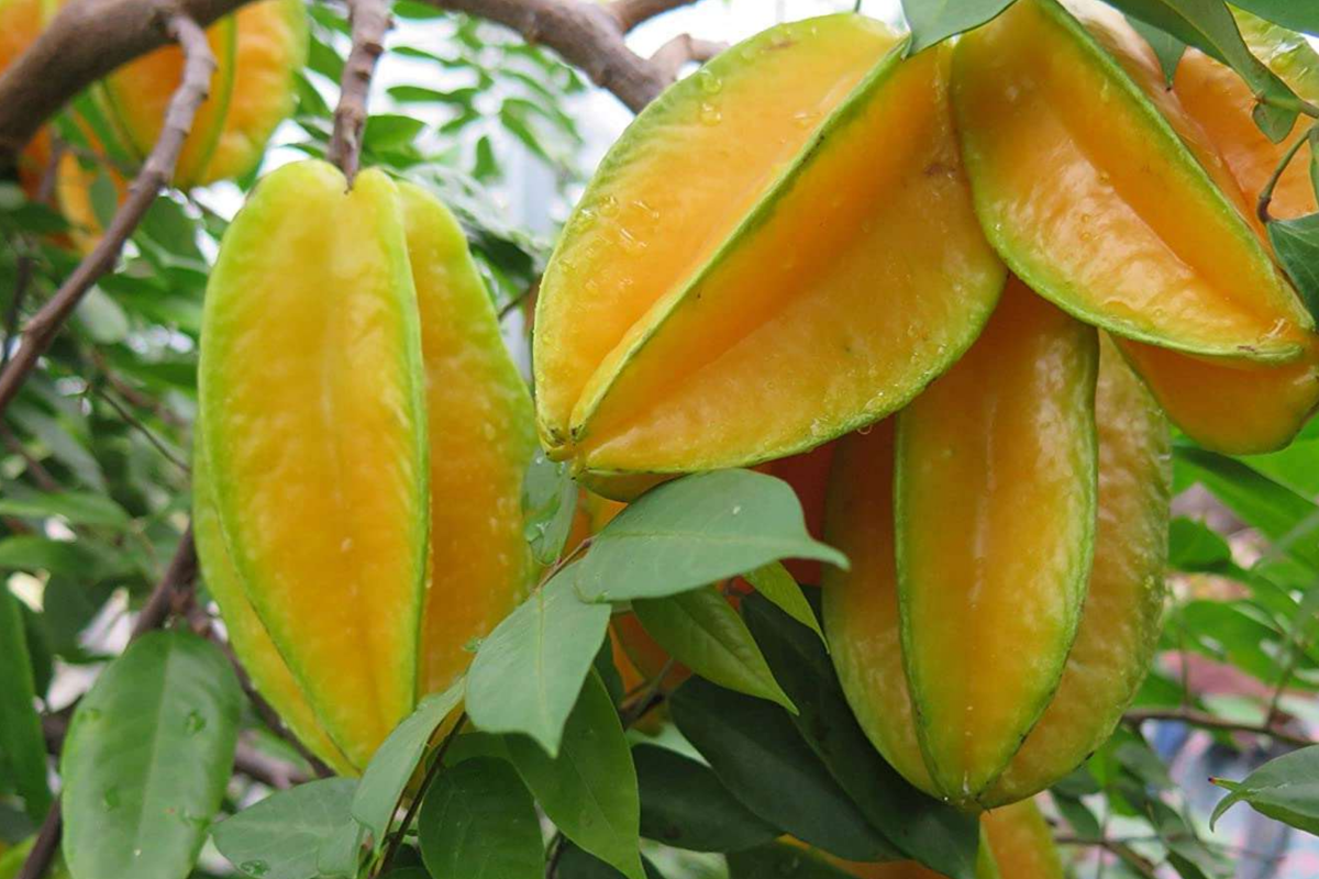 Grafted Star Fruit Tree 24"-36" | Averrhoa carambola | Tropical Star-Shaped Fruit, Fast-Growing, Easy Care