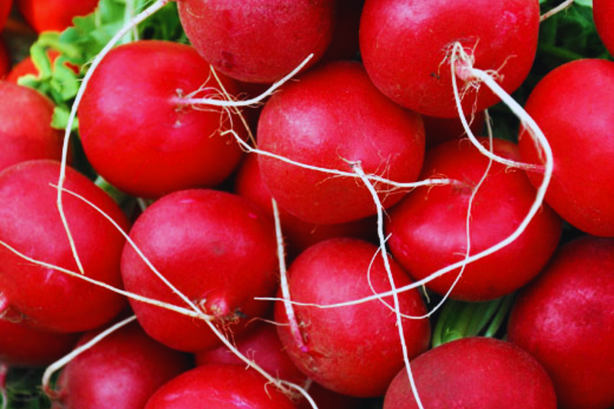 Radish Seeds | Non-GMO Vegetable Garden Seeds | Fast-Growing Crisp Varieties | Raphanus sativus | 100 Seeds Packet