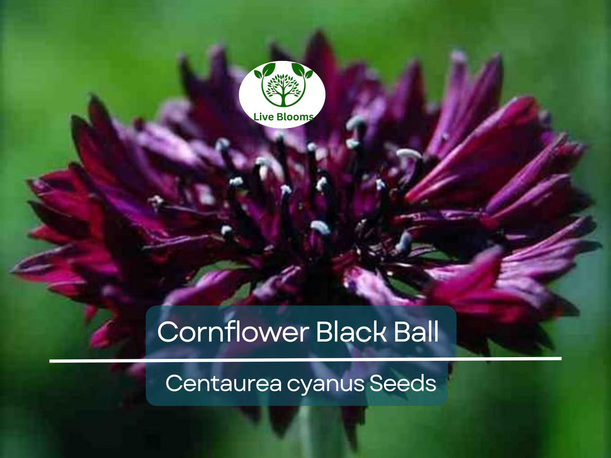 250 Cornflower Black Ball Seeds, Purple Bachelor Button, Centaurea cyanus, Non-GMO, USA Grown, Vibrant Cut Flowers for Gardens