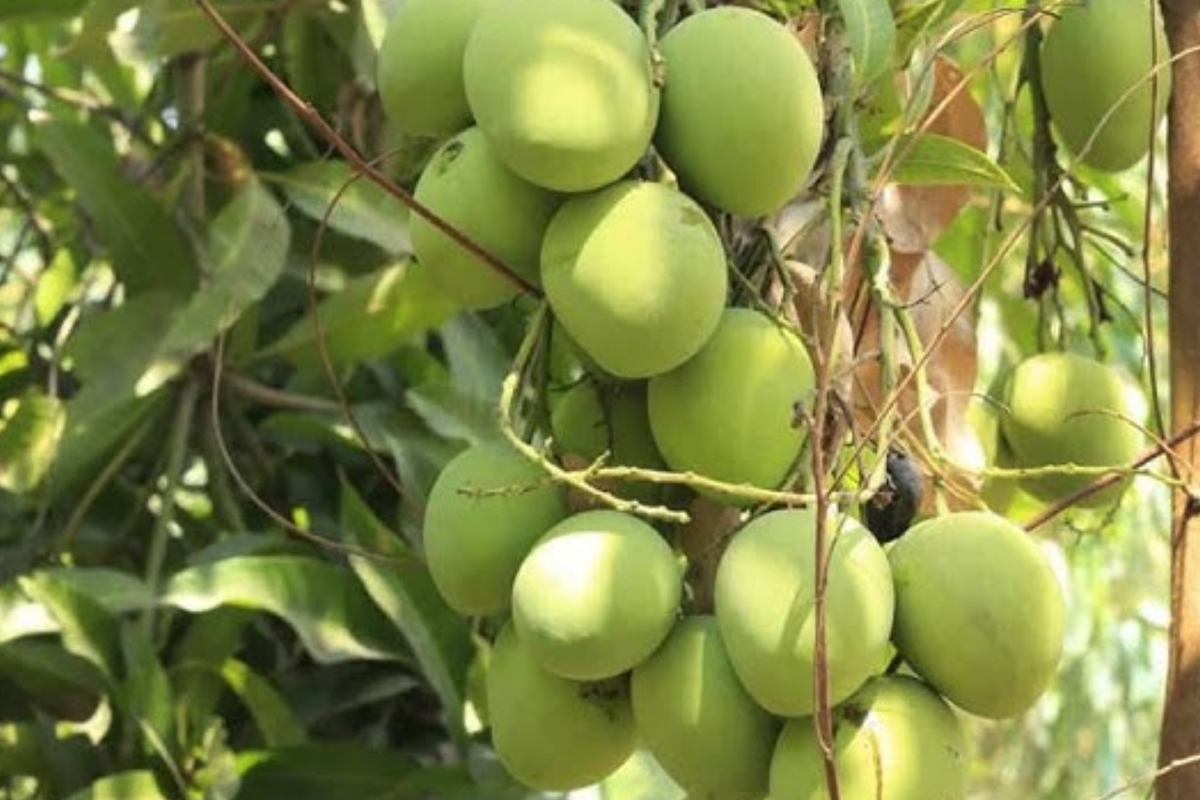 Grafted Colombo Kidney Mango Tree 3'-4' | Sweet Unique Mangoes | Mangifera indica | Easy to Grow Tropical Fruit Plant