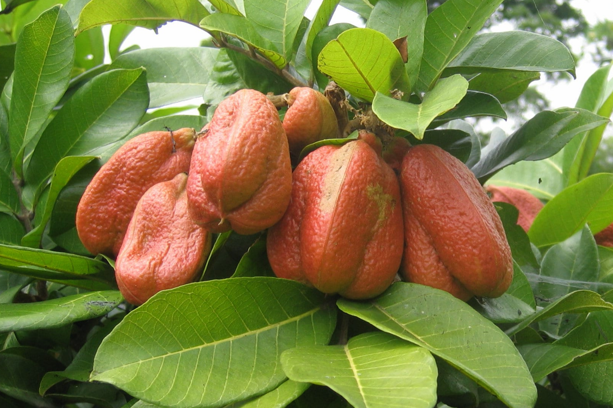 Ackee Starter Plant 12"-24" Blighia sapida | Tropical Fruit Tree | Caribbean Culinary Gem | Grow Your Own Exotic Tree