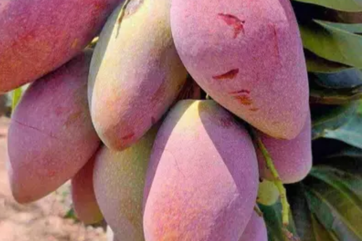 Ivory Mango Tree Grafted 3'-4' | Fiberless Sweet Tropical Fruit | Mangifera spp. | Container-Friendly Live Tree
