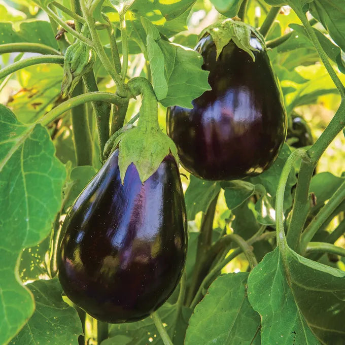 Black Beauty Eggplant Live Plants - 2 Heirloom Starters 5–10" (Solanum melongena) - Large Purple Fruit Garden Vegetables