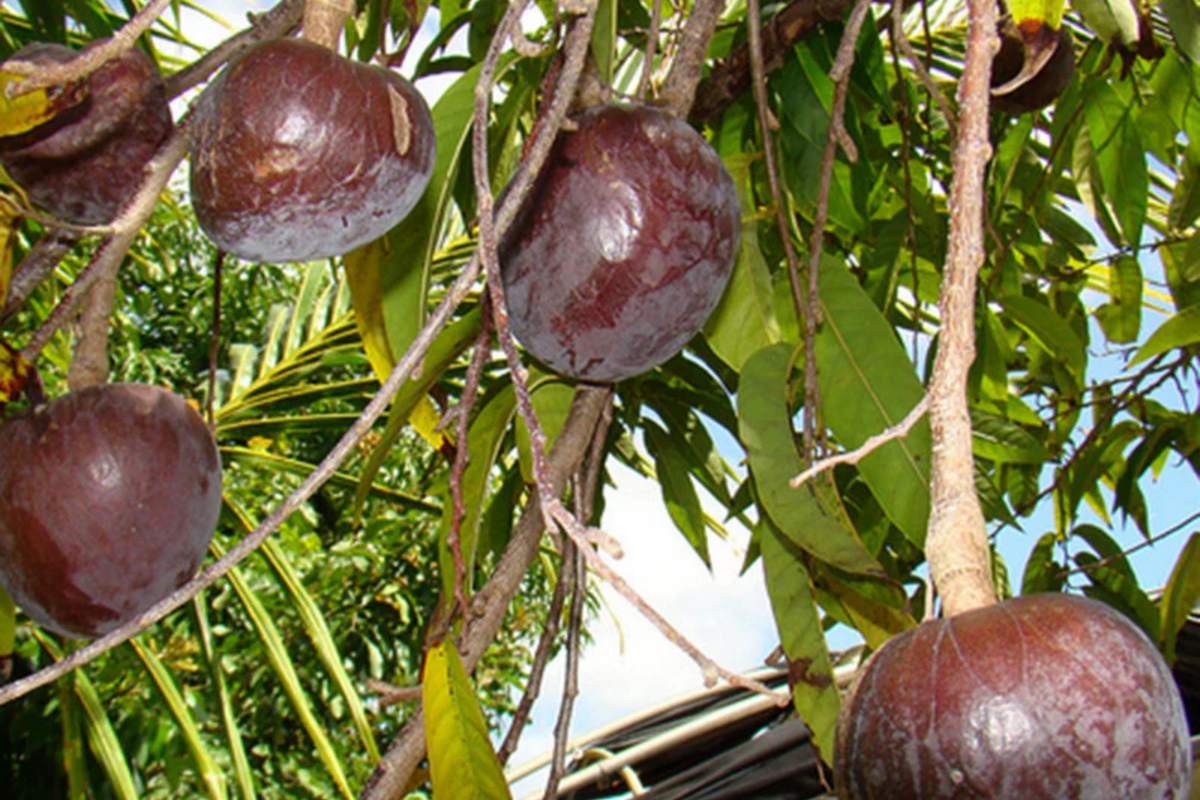 Bullock's Heart Tree 12" Starter Plant | Annona reticulata | Tropical Fruit Tree with Heart-Shaped Sweet Creamy Fruit