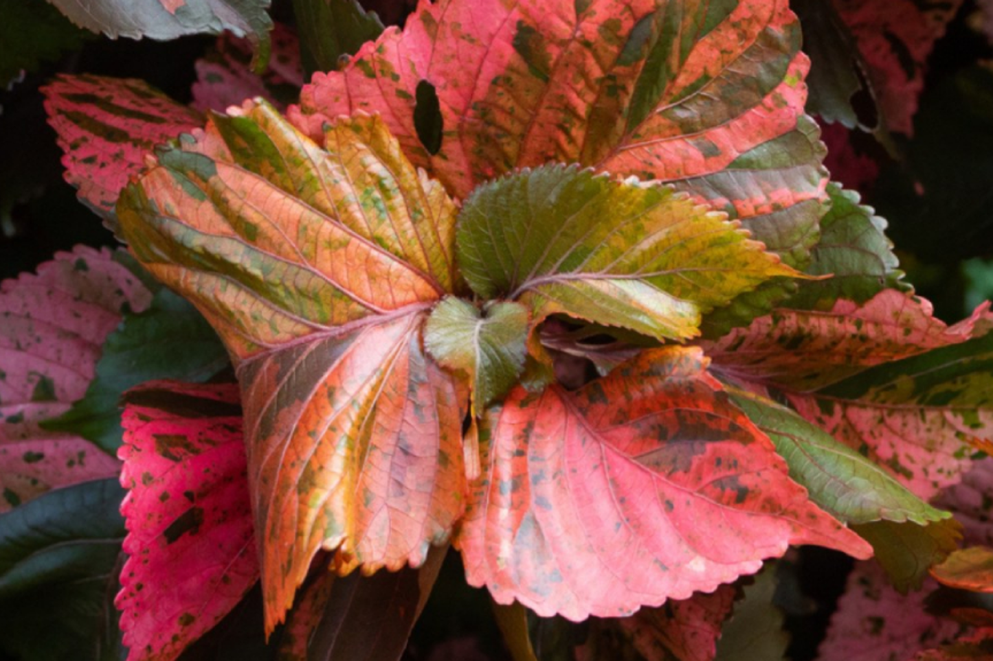 Copper Leaf Plant (Acalypha wilkesiana) 12-24β | Vibrant Ornamental Shrub Easy Care & Fast Growing