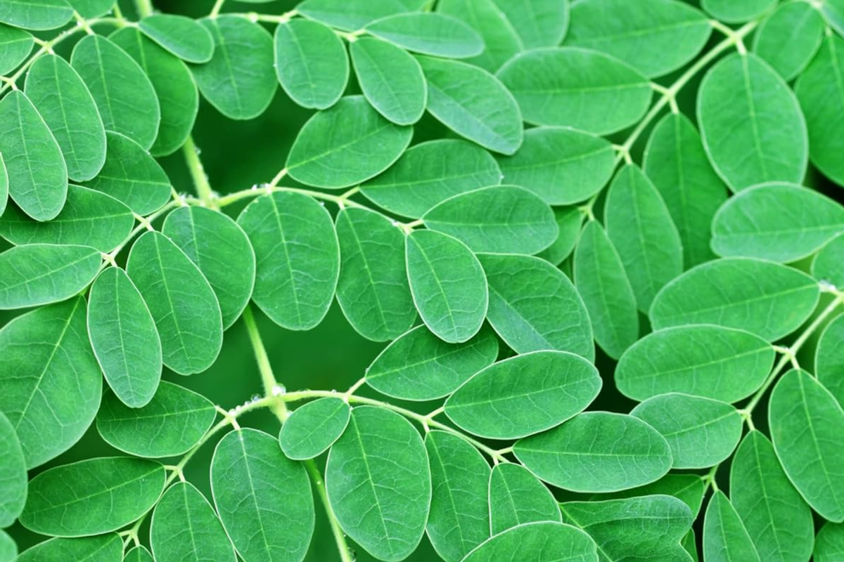 Moringa Rooted Live Plant 8" | Tree of Life | Moringa oleifera | Edible Pods | Fast-Growing | Perfect for Food Forests