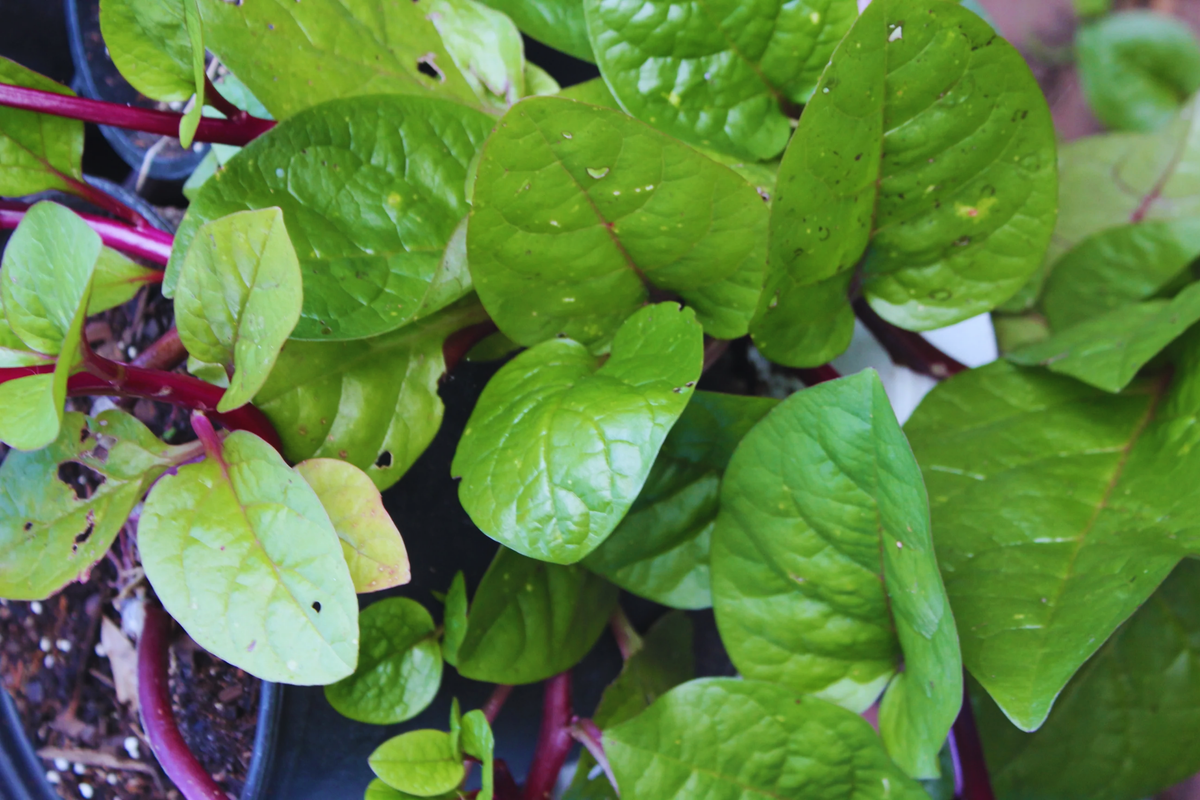 Spinach Mustard Seeds - 800+ Tendergreen Variety - Brassica juncea - Non-GMO Garden Seeds for Planting