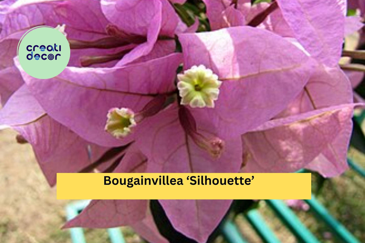 Christmas Cactus Starter Plant - Miss Shimano - Schlumbergera Truncata - Well-Rooted Indoor Cactus for Holiday Decor