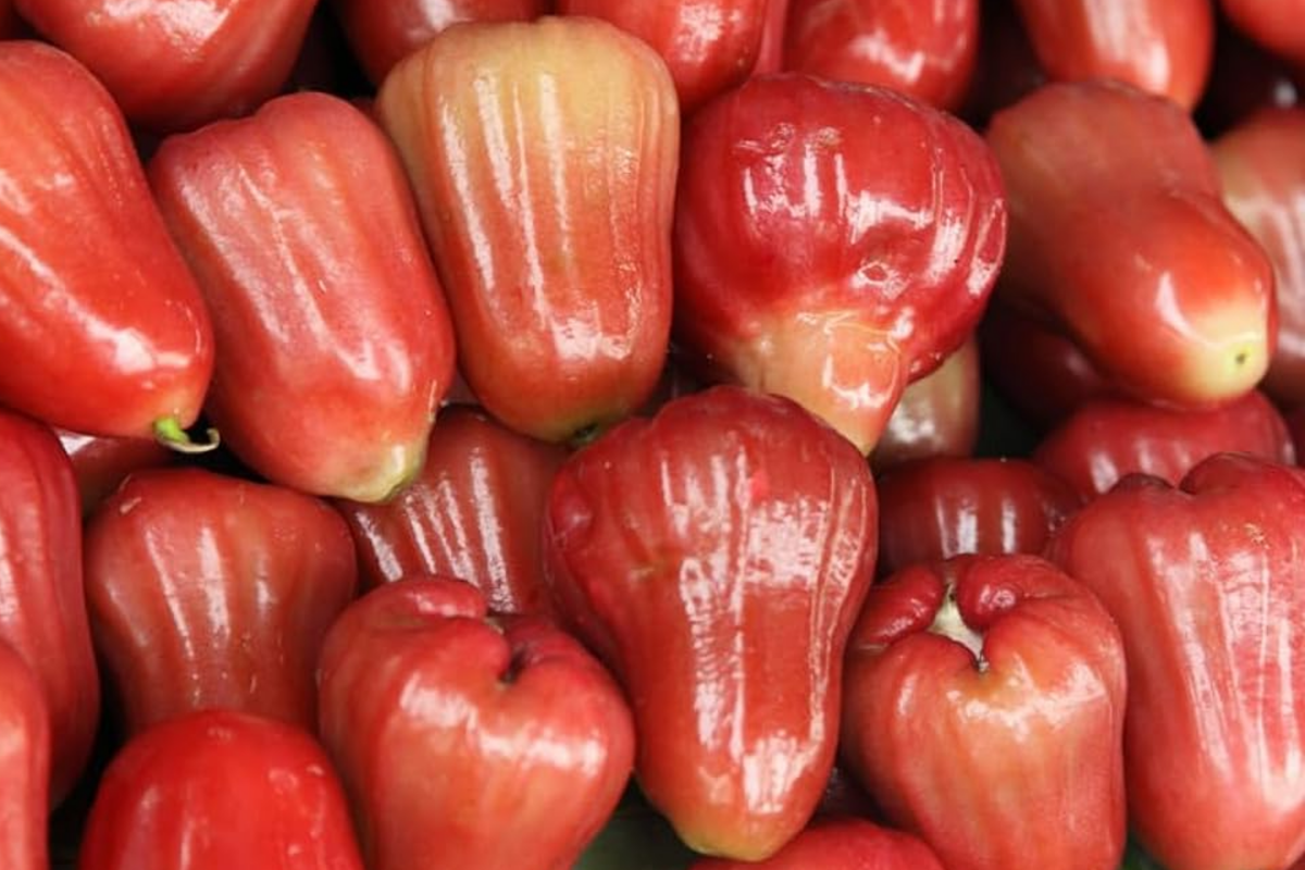Red Wax Jambu Tree Starter Plant 12"-24" Syzygium jambos Live Fruit Tree for Tropical Gardens