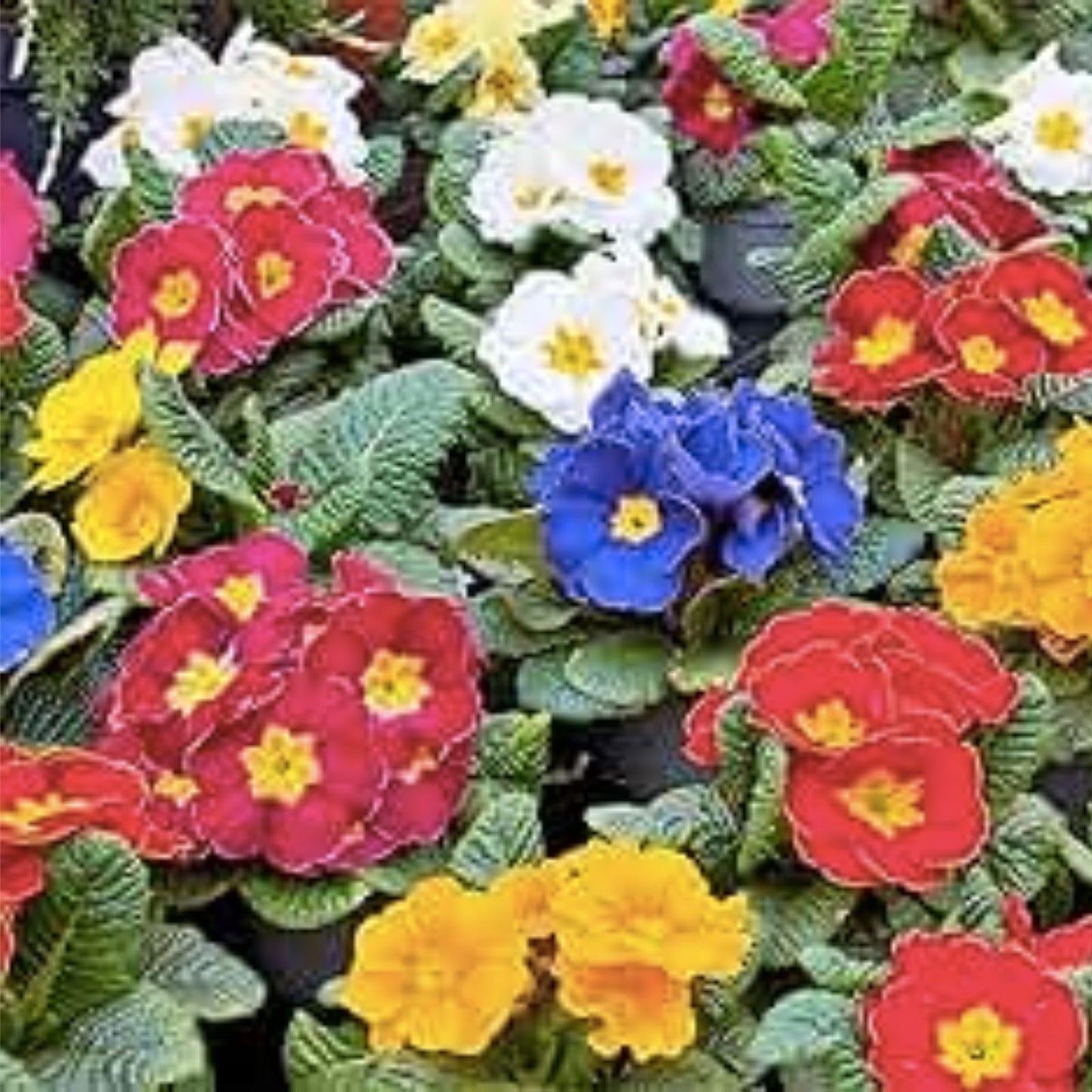 Primrose Seeds - 125+ Flower Seeds, Bulk Annual Flower Seeds, Primula vulgaris