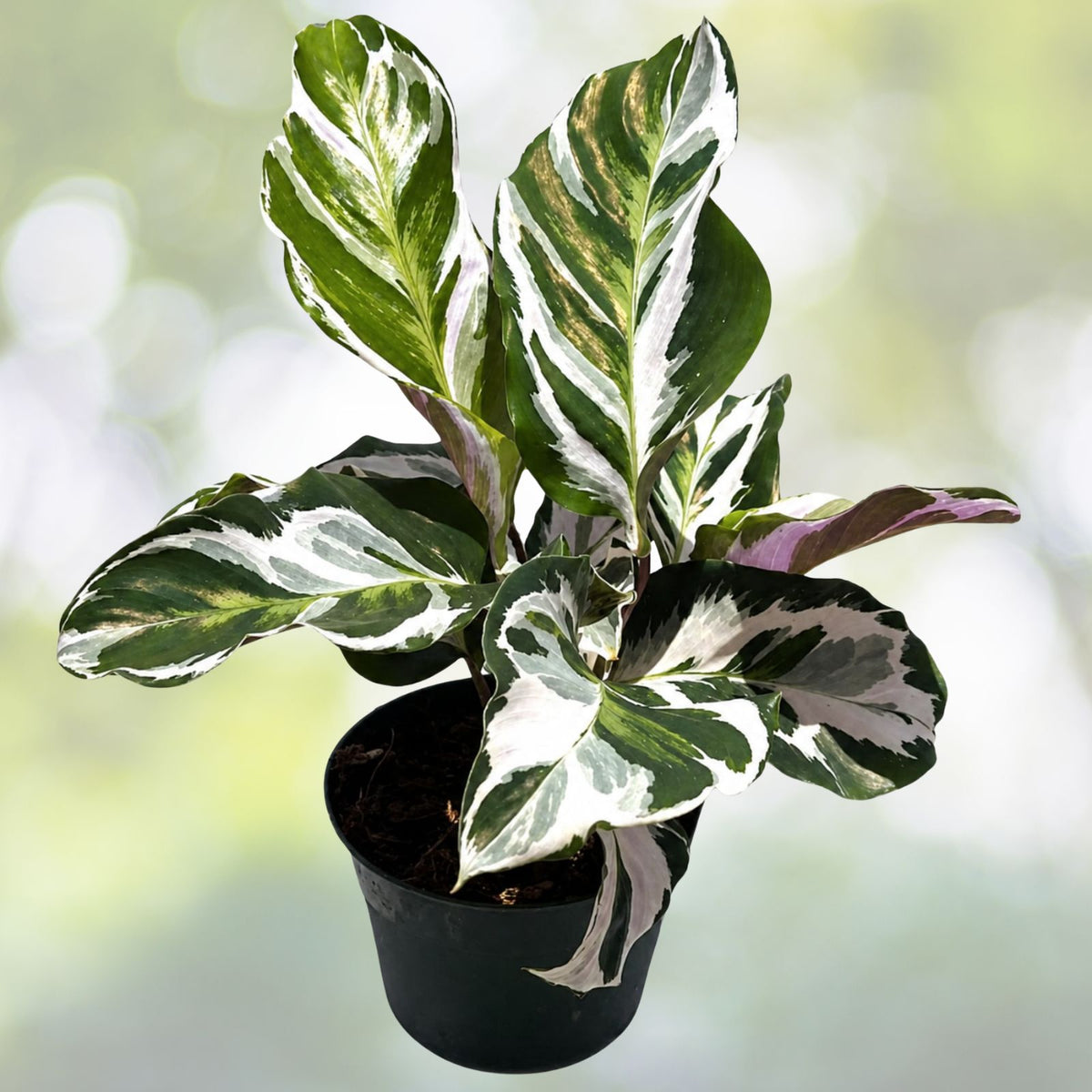 Calathea Stella Live Houseplant 4-inch Pot Colorful Variegated Easy Care Tropical Plant
