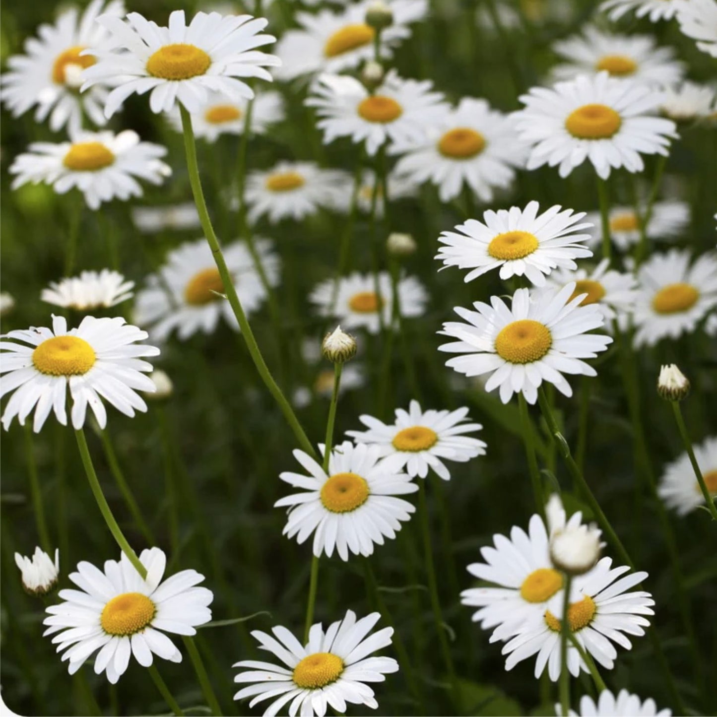 Shasta Daisy 100 Seeds | Heirloom Non-GMO Flower Seeds | Leucanthemum × superbum