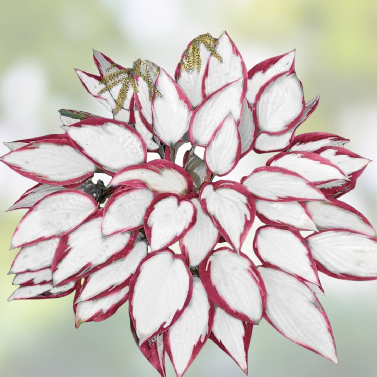 Hosta Seeds 200+ Count Perennial White Red Varieties for Outdoor Garden Planting - Hosta spp.