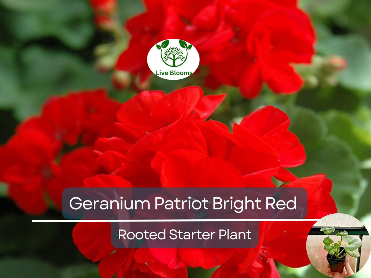 Geranium Plug Plant 2.5" Patriot Bright Red Pelargonium × hortorum | Hardy Zonal Flower for Containers & Bedding