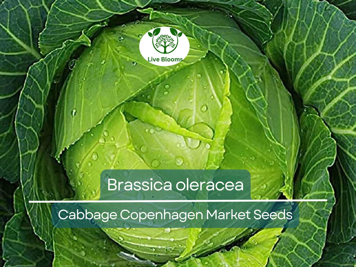 Cabbage Seeds 250 Count Heirloom Copenhagen Market Brassica oleracea | Easy to Grow, High-Yield for Fresh Harvests