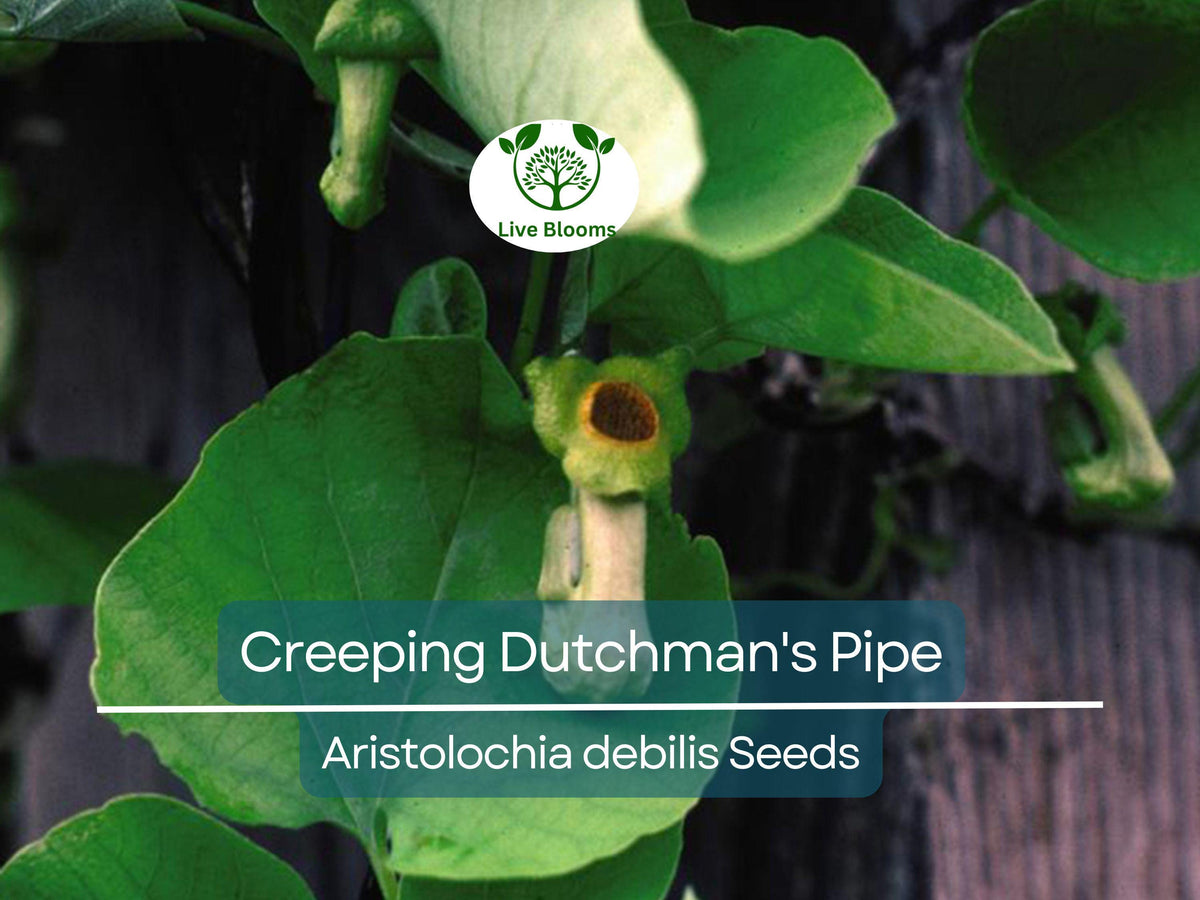 Creeping Dutchman's Pipe Vine Seeds - 20 Pack, Fast Growing Perennial, Aristolochia debilis, Attracts Butterflies & Hummingbirds