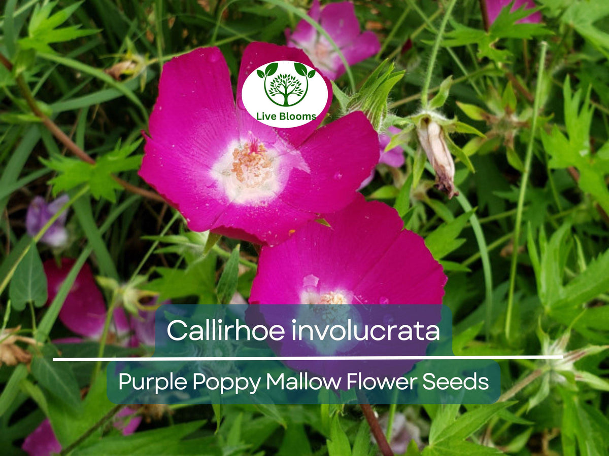 15 Callirhoe Involucrata Seeds, Purple Poppy Mallow, Drought-Tolerant Perennial, Native Wildflower, Ground Cover Plant